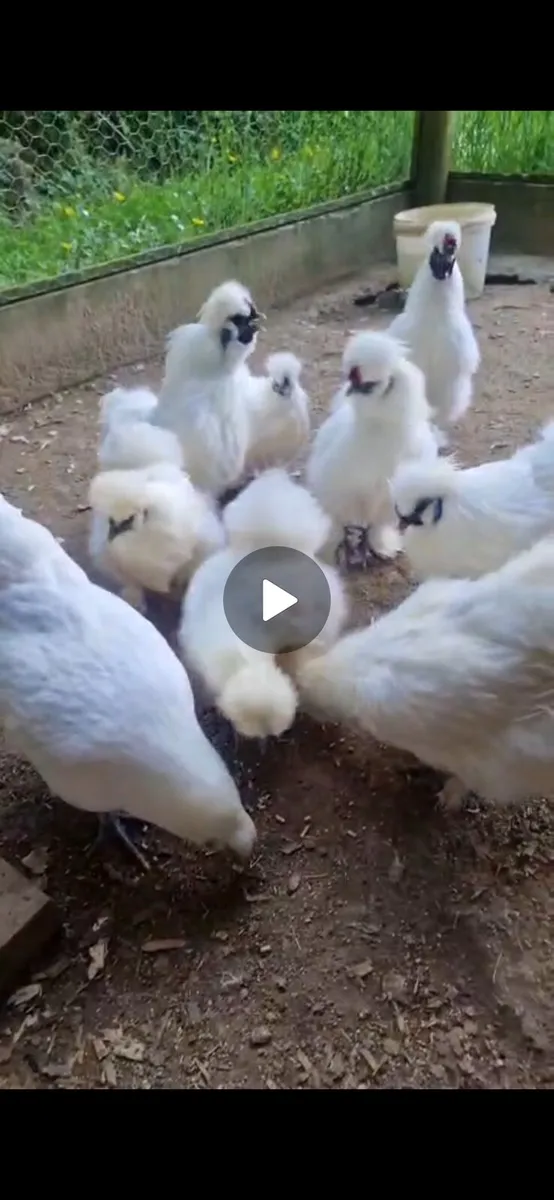 Silkies - Image 1
