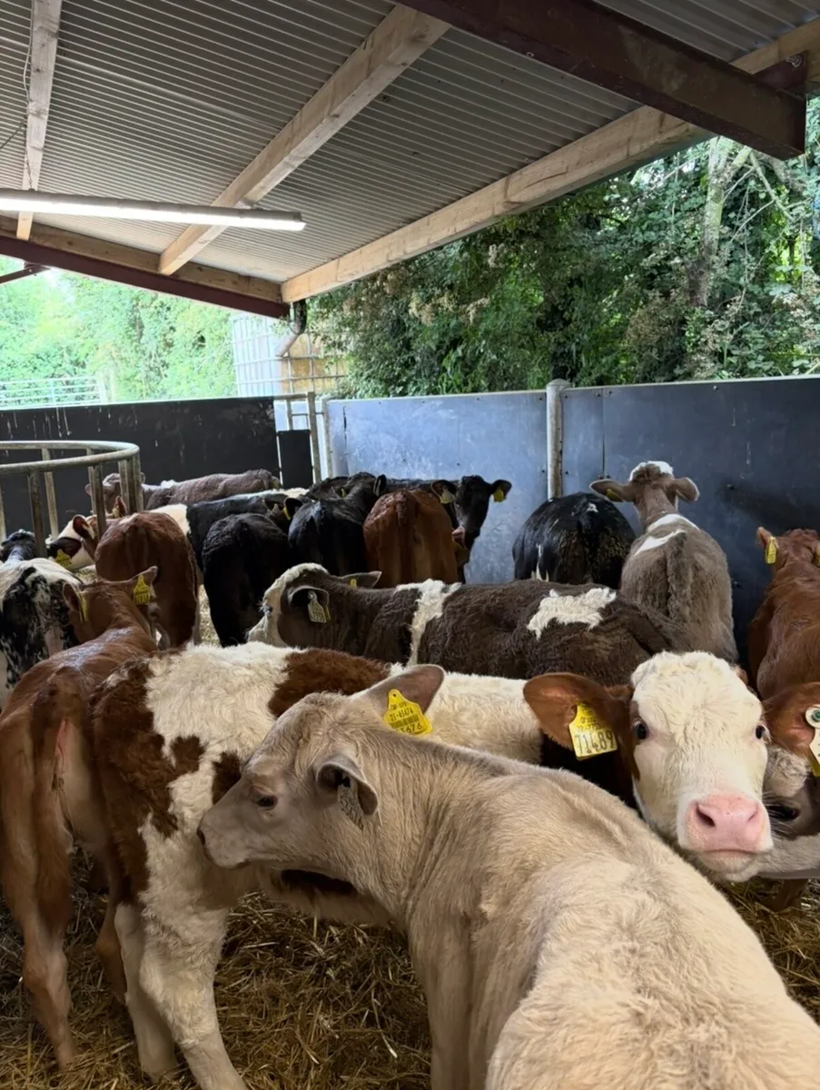 20 super continental heifer runners🔥 - Image 1