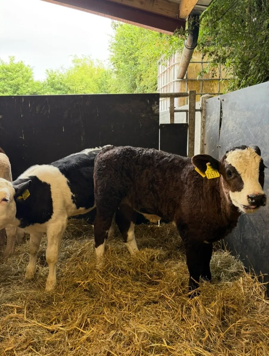 20 super continental heifer runners🔥 - Image 2