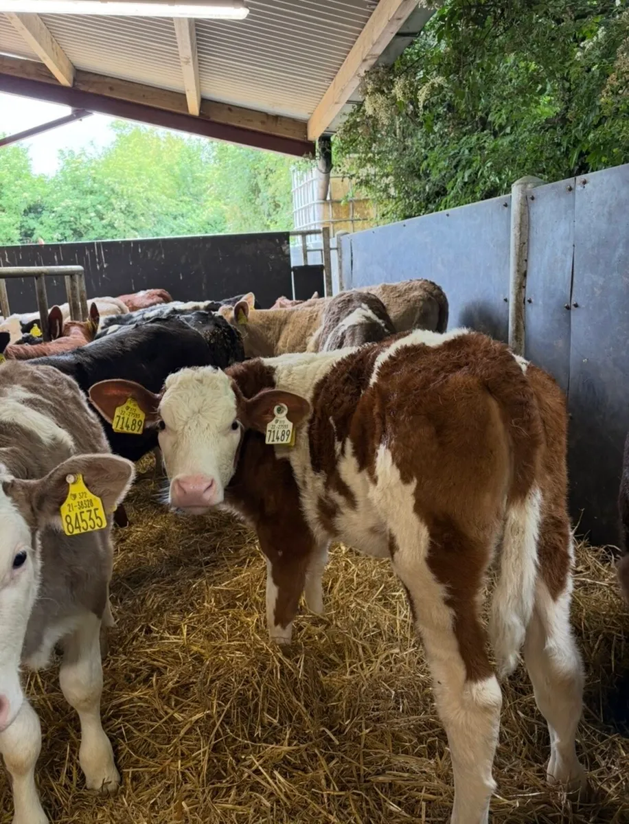 20 super continental heifer runners🔥 - Image 3