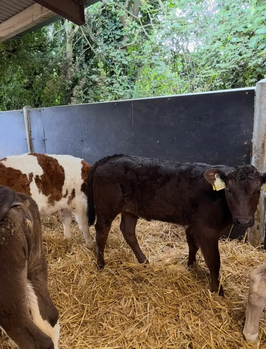 20 super continental heifer runners🔥 - Image 4