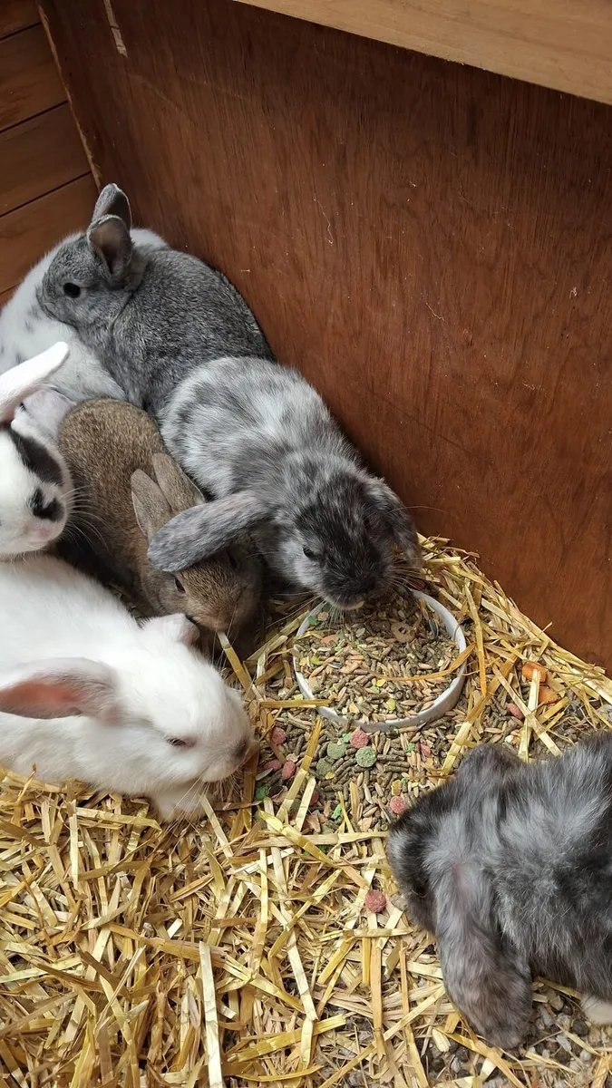 Rabbits - Image 1