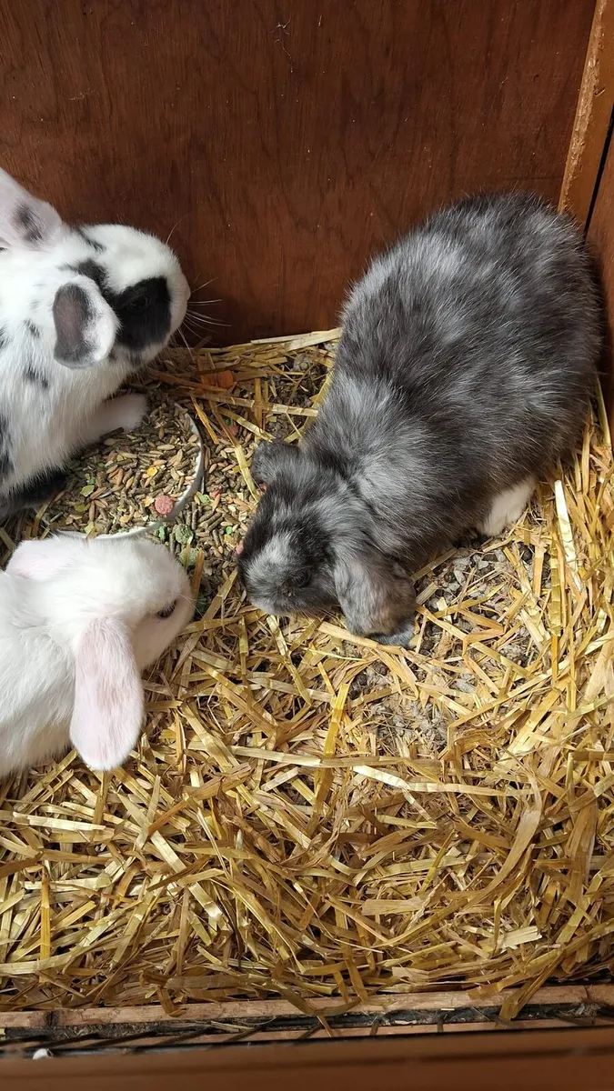 Rabbits - Image 2