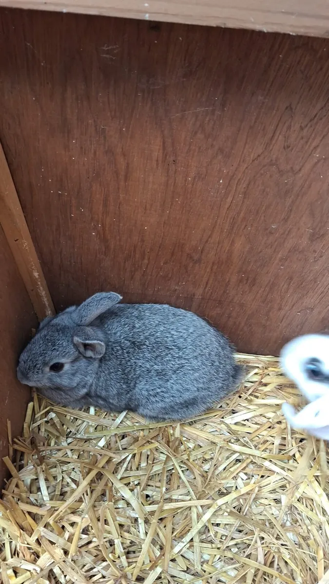 Rabbits - Image 3
