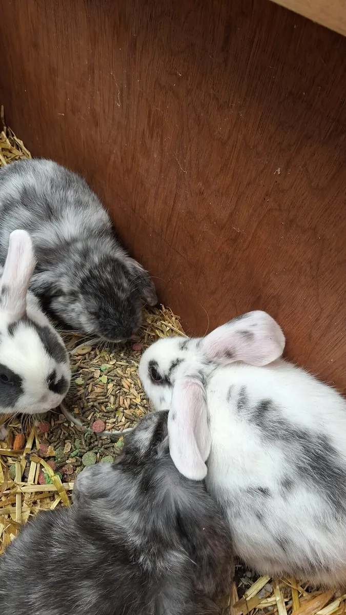 Rabbits - Image 4