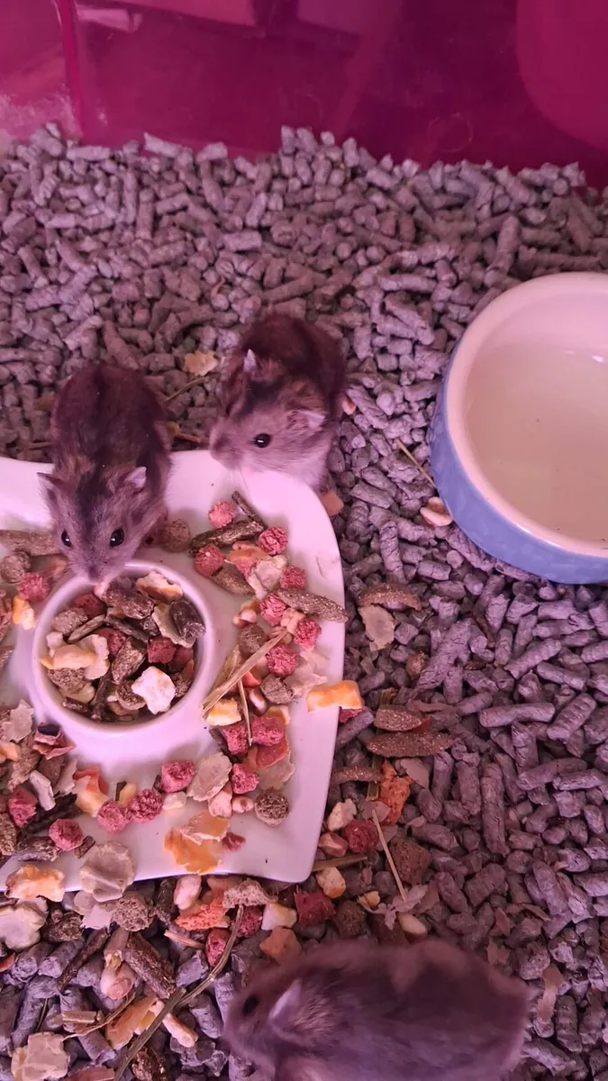 Hamsters - Image 1
