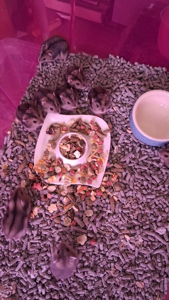 Hamsters - Image 2