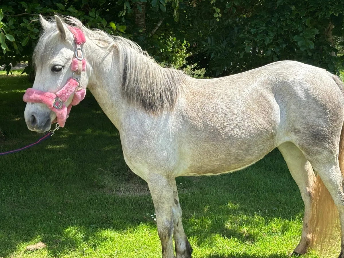 Pony - Image 1