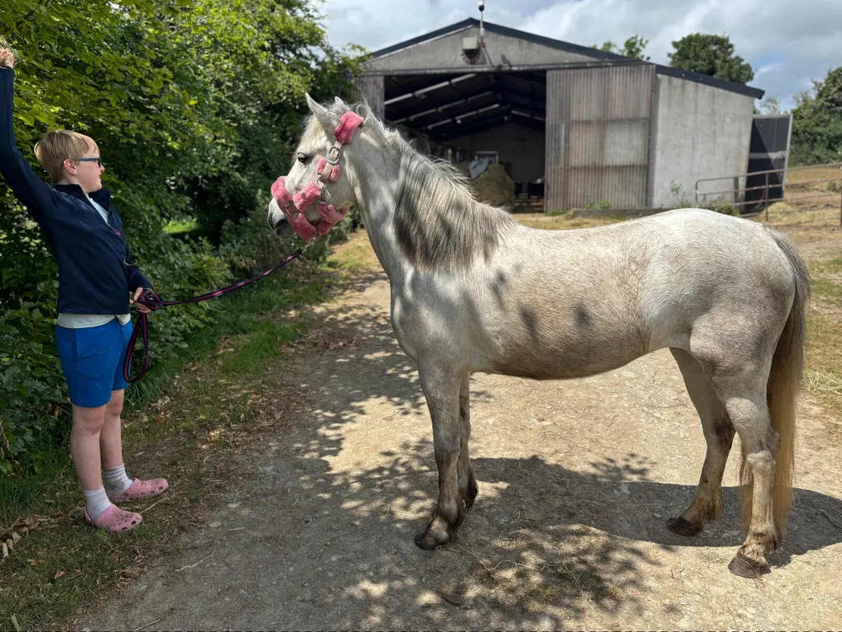 Pony - Image 3