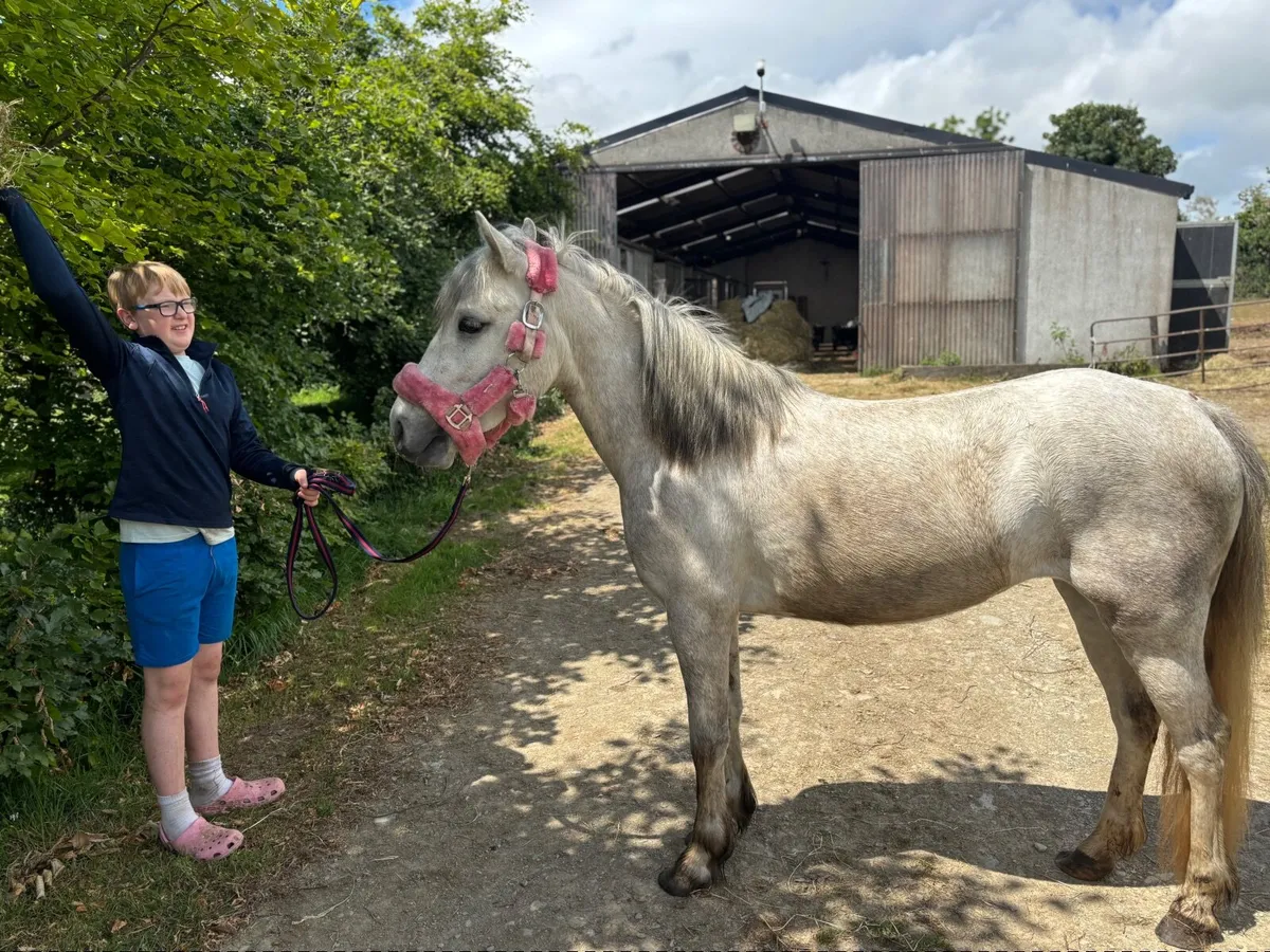 Pony - Image 4