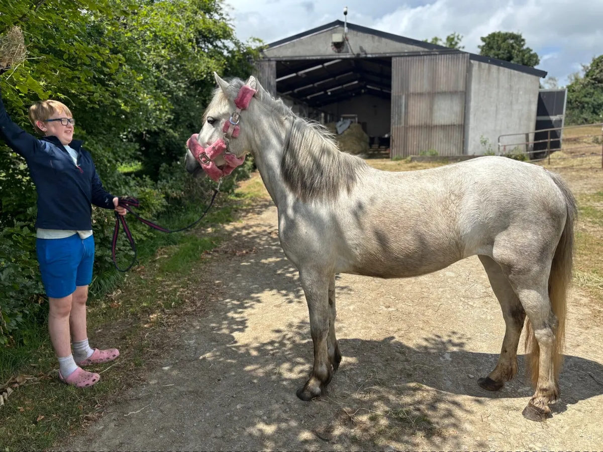 Pony - Image 2