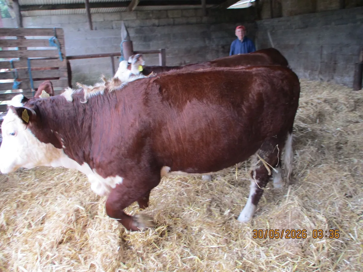 3 LOVELY PBR HEREFORD HEFIERS - Image 1