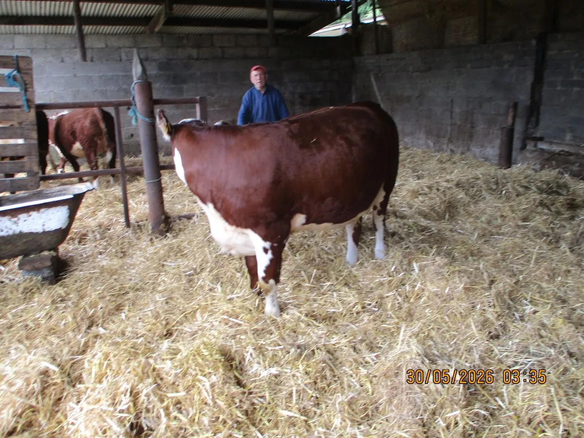 3 LOVELY PBR HEREFORD HEFIERS - Image 2