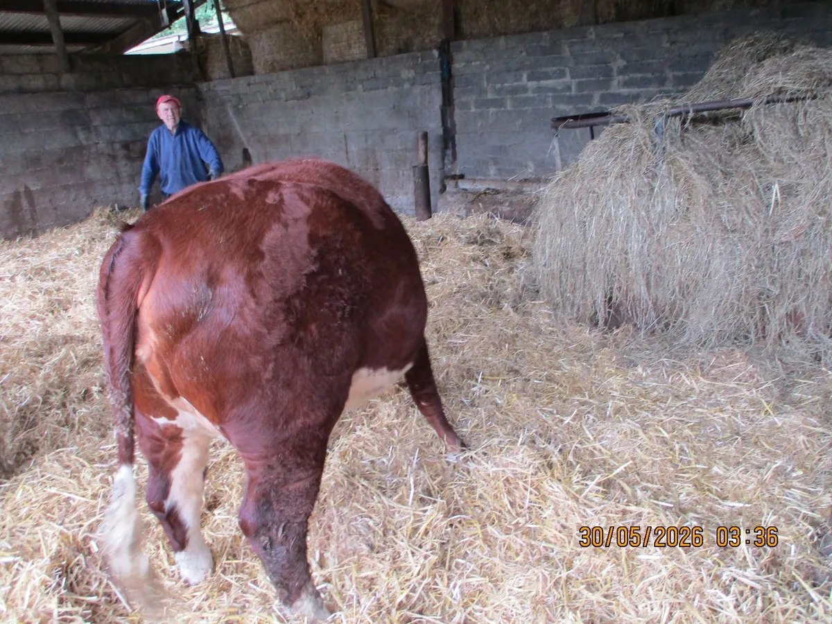 3 LOVELY PBR HEREFORD HEFIERS - Image 3