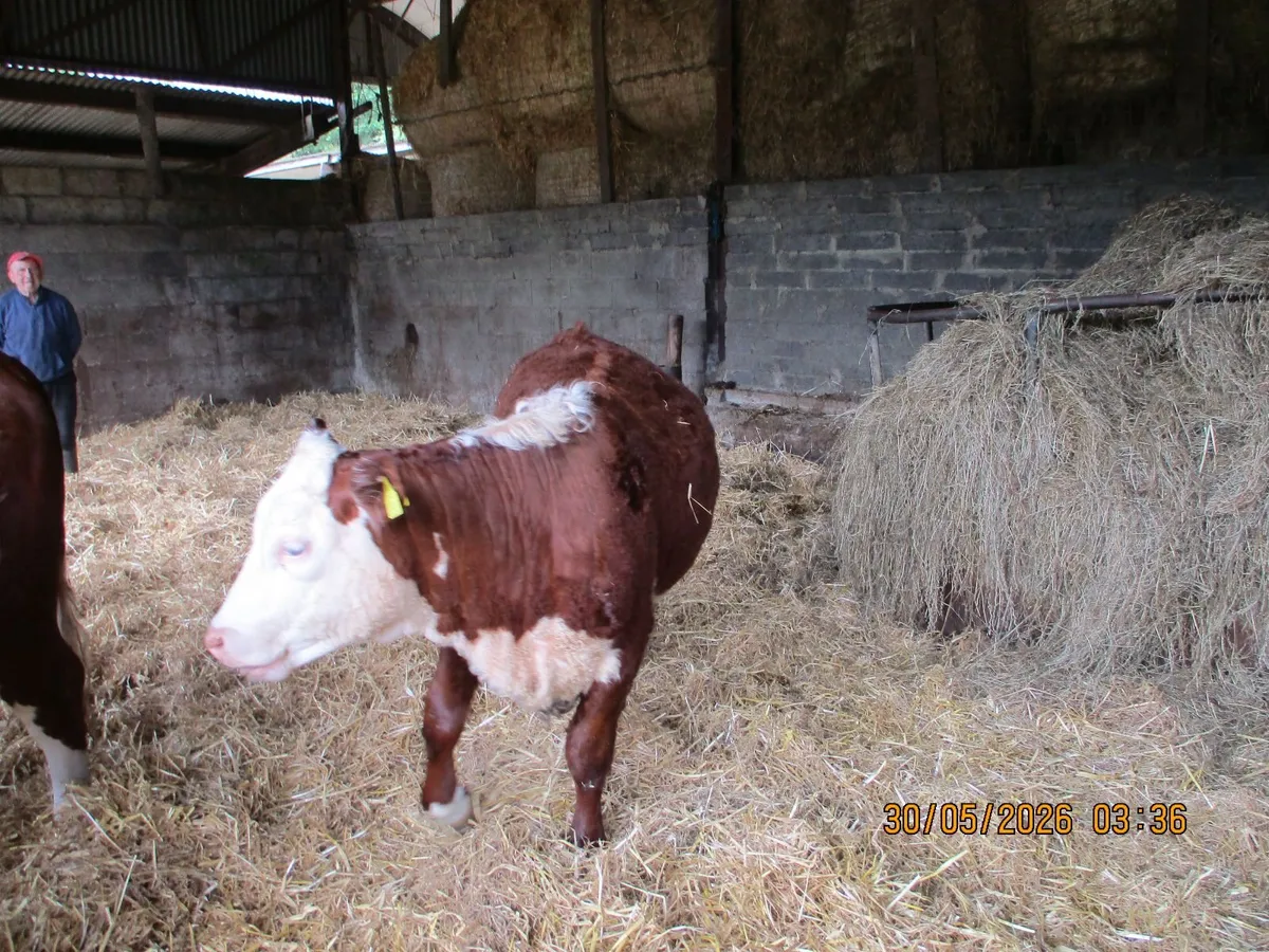 3 LOVELY PBR HEREFORD HEFIERS - Image 4