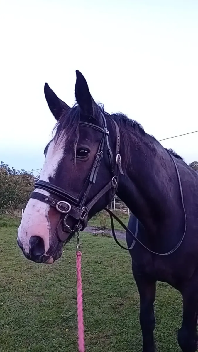Irish Draught X Cob Mare - Image 1