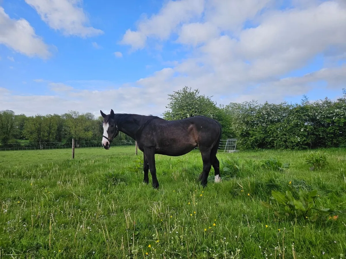 Irish Draught X Cob Mare - Image 2
