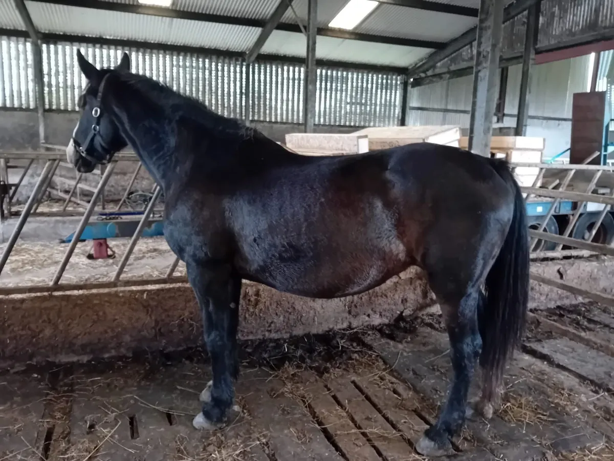 Irish Draught X Cob Mare - Image 3