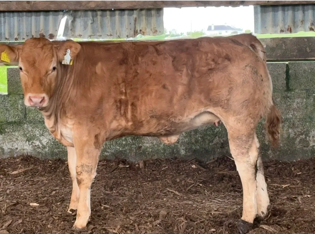 Pedigree Limousin heifer - Image 1