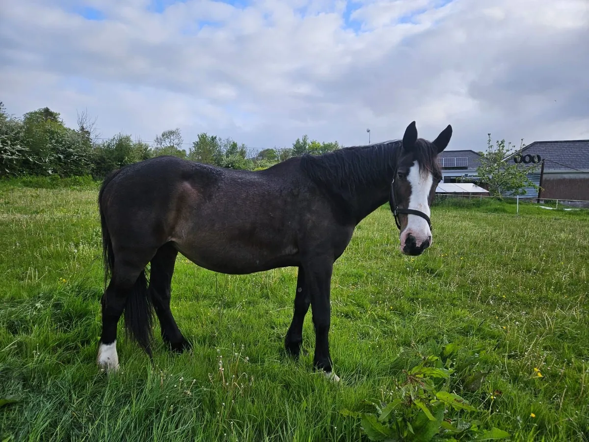 Irish Draught X Cob Mare - Image 4