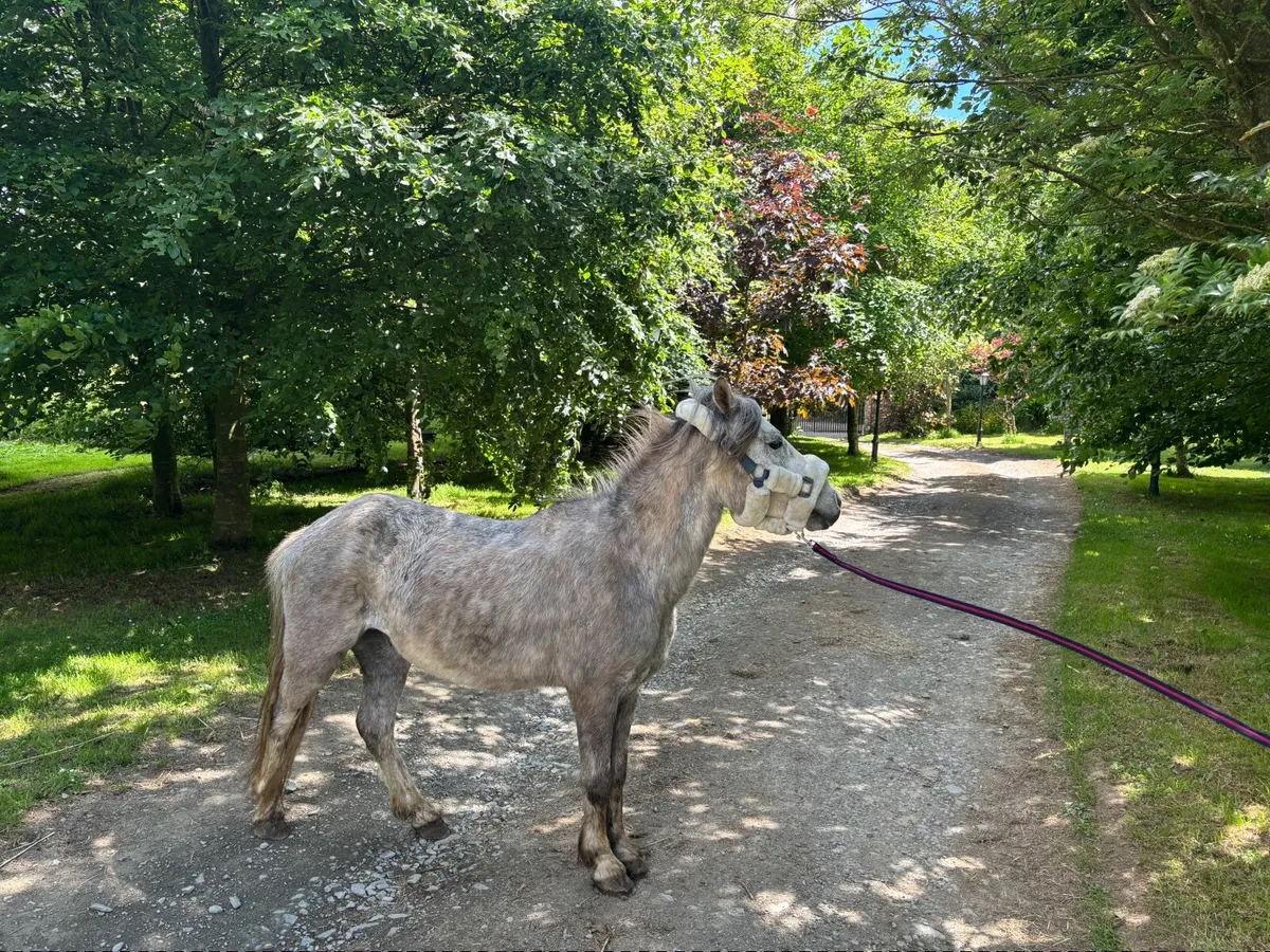 Pony - Image 3