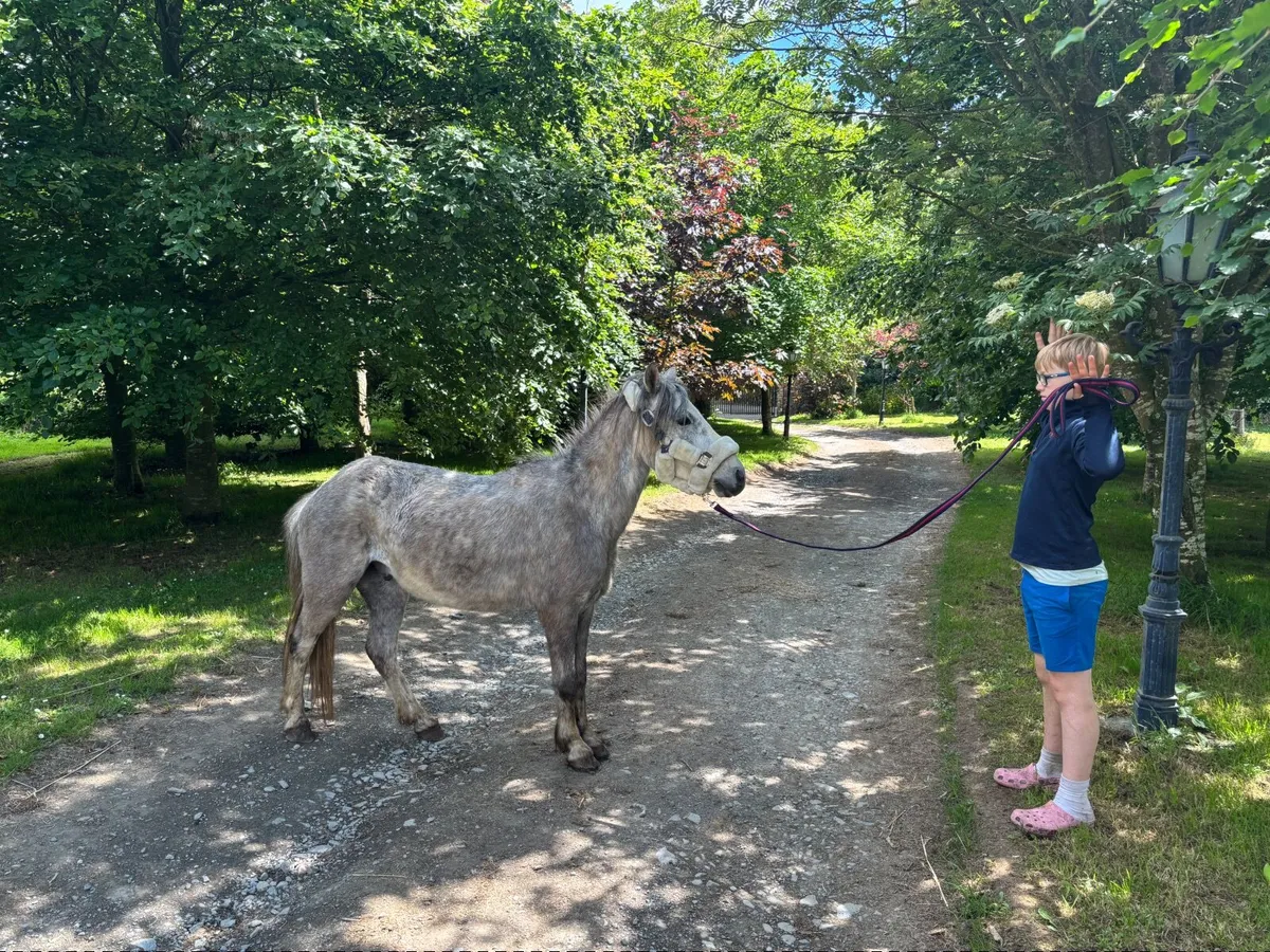 Pony - Image 4