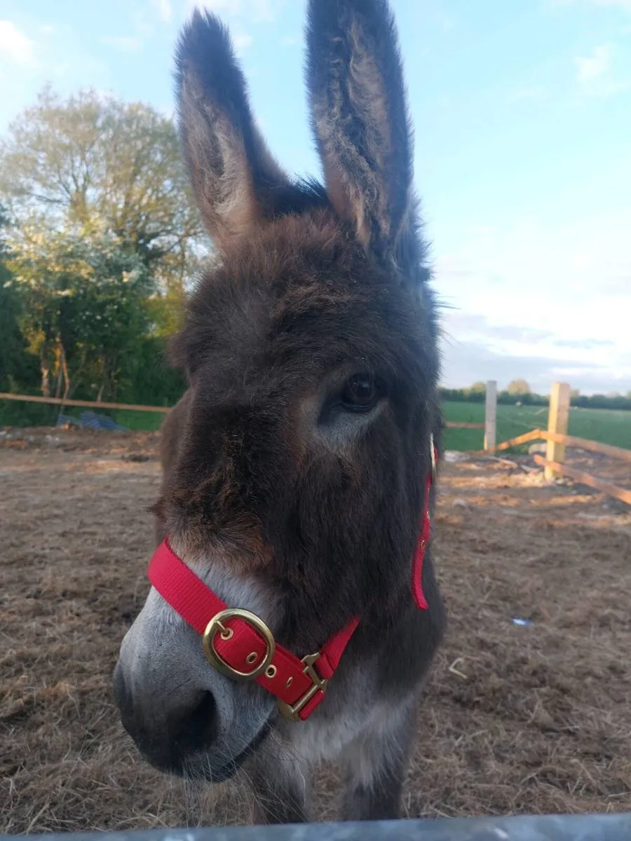 Mare donkey - Image 2