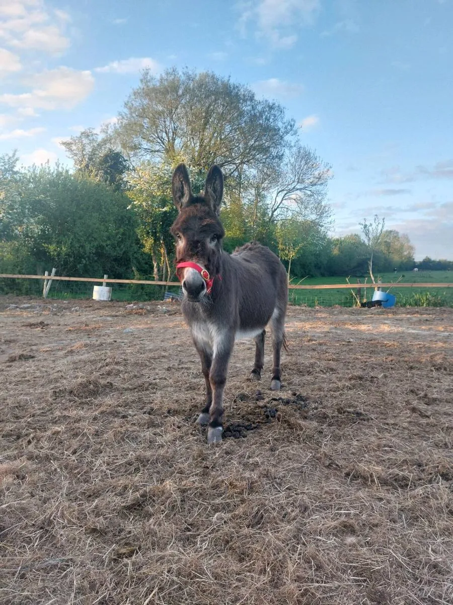 Mare donkey - Image 1