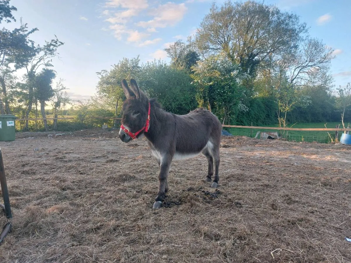 Mare donkey - Image 3