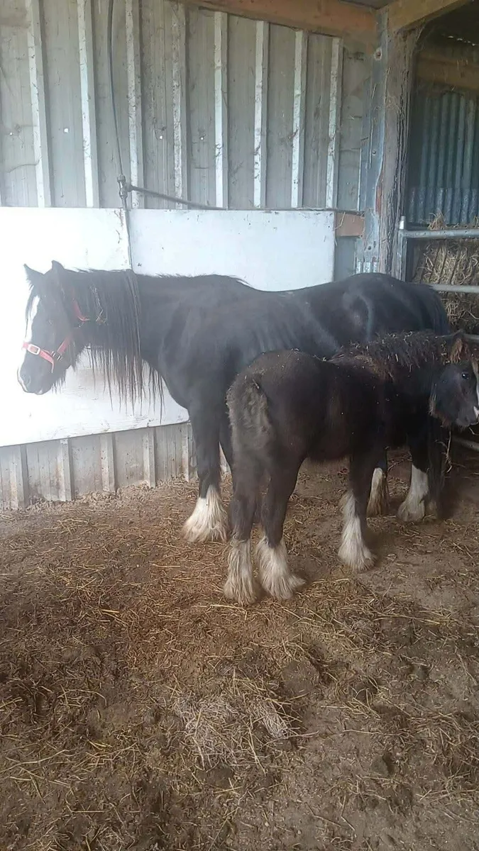Filly - Image 2