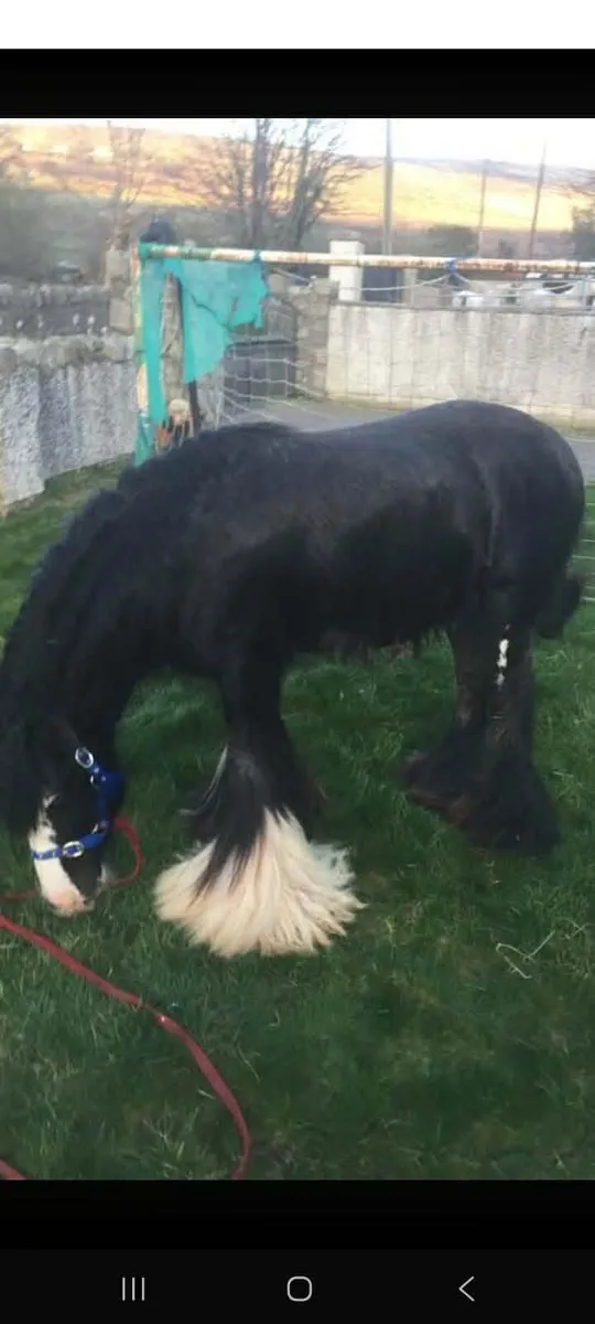 Filly - Image 3