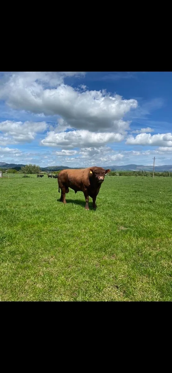 PB Angus Bull - Image 3