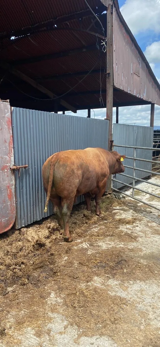 PB Angus Bull - Image 4