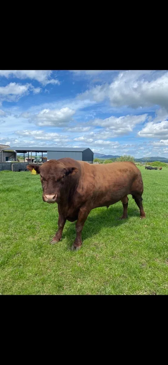PB Angus Bull - Image 1