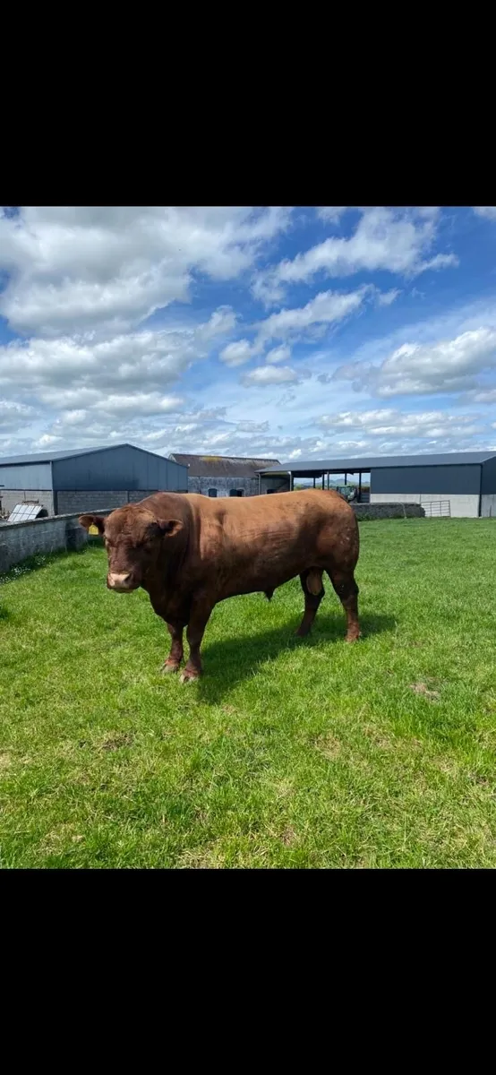 PB Angus Bull - Image 2