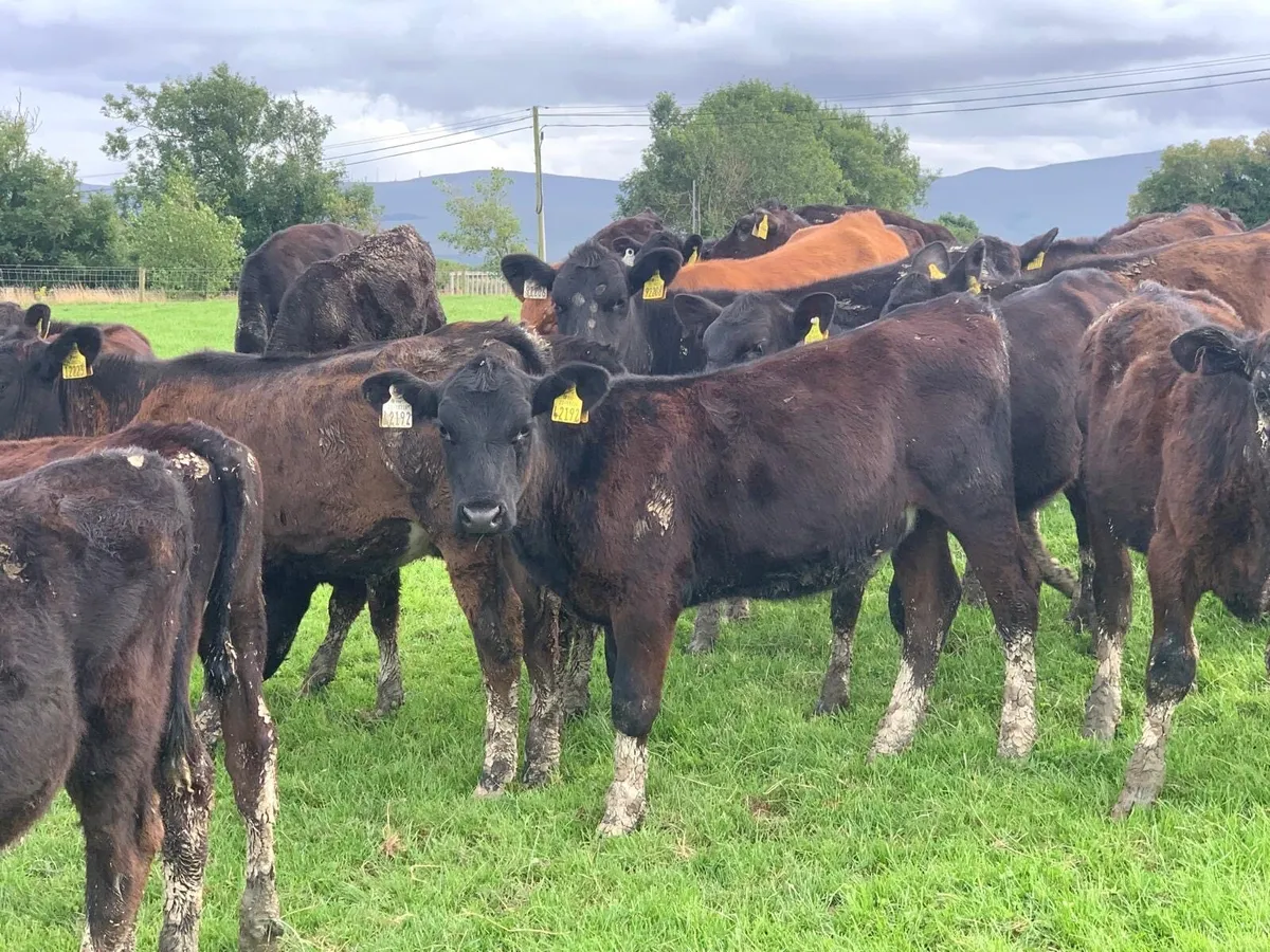 30 ANGUS HEIFER WEANLINGS - Image 1
