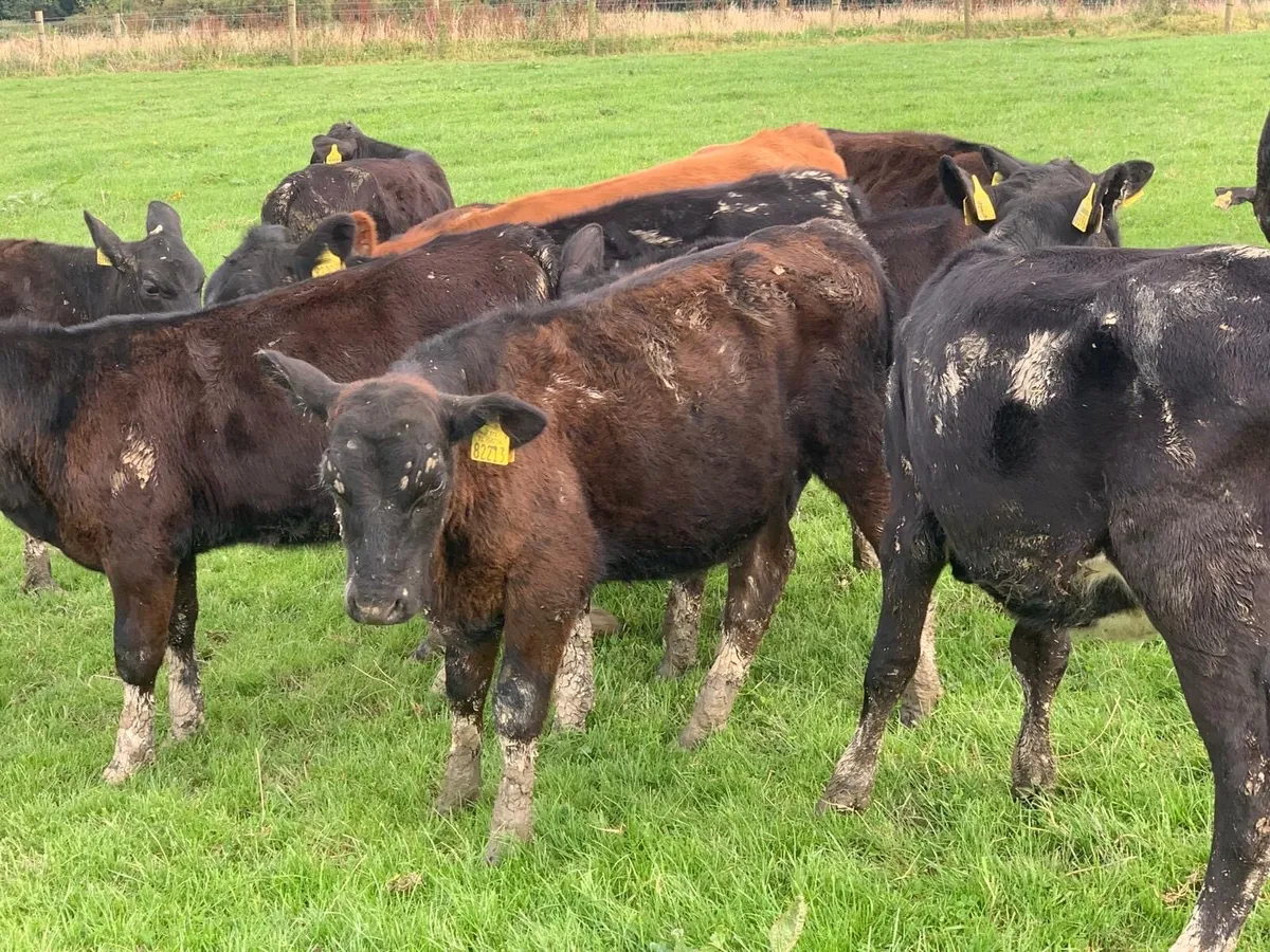 30 ANGUS HEIFER WEANLINGS - Image 3