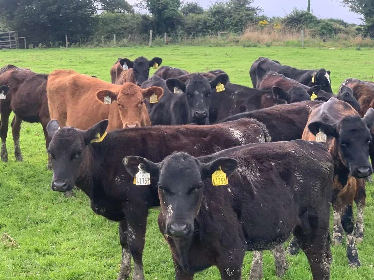 30 ANGUS HEIFER WEANLINGS - Image 2