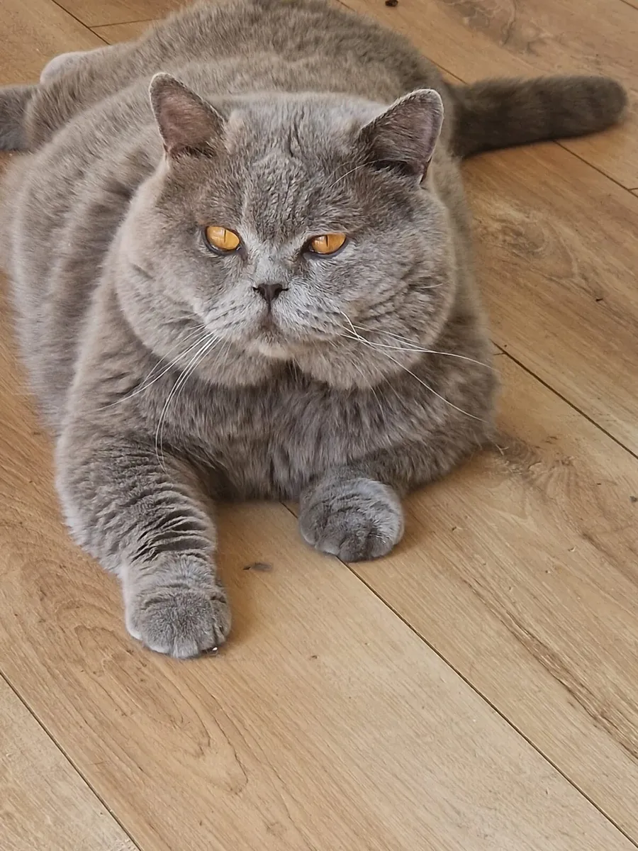 British Shor hair kittens 😸 for sale - Image 3