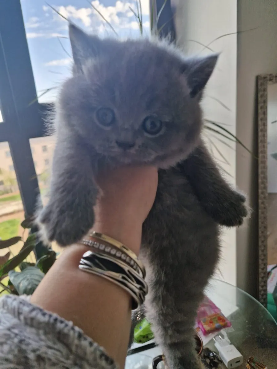 British Shor hair kittens 😸 for sale - Image 1