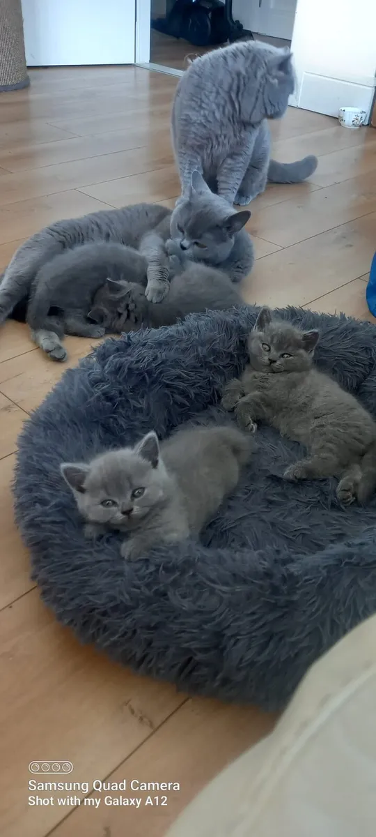 British Shor hair kittens 😸 for sale - Image 2