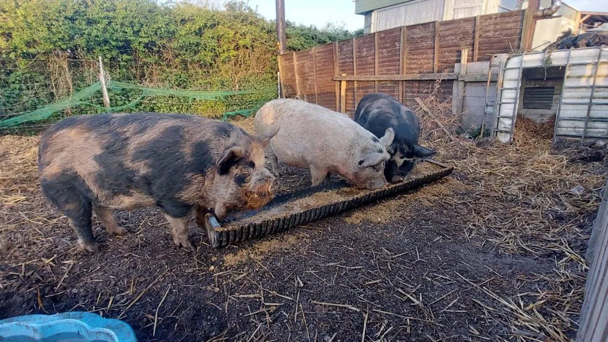 Three pigs, 1x boar and 2x sows - Image 1
