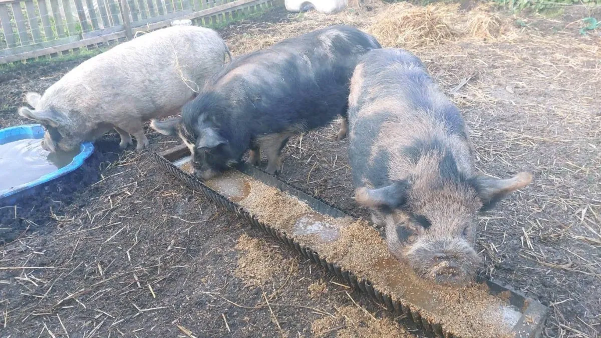 Three pigs, 1x boar and 2x sows - Image 2