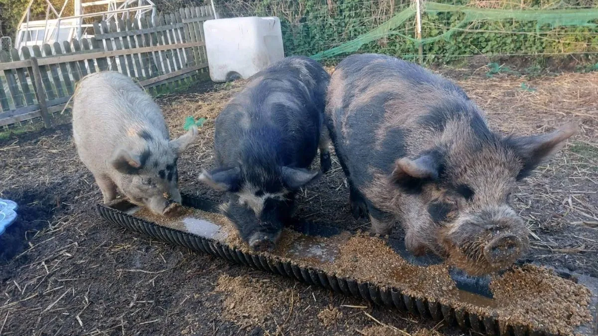 Three pigs, 1x boar and 2x sows - Image 3