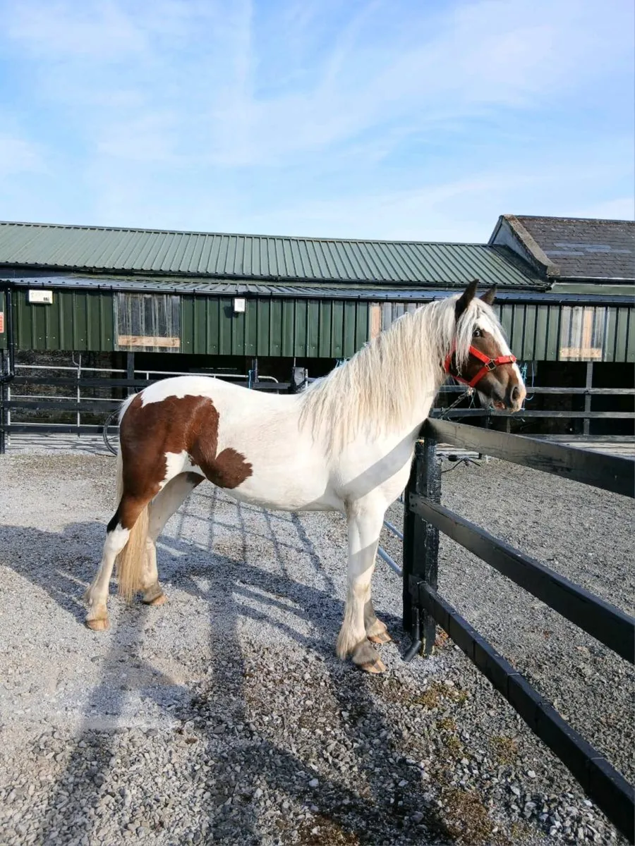 💖 Fabulous filly 2 years old 😍 - Image 1
