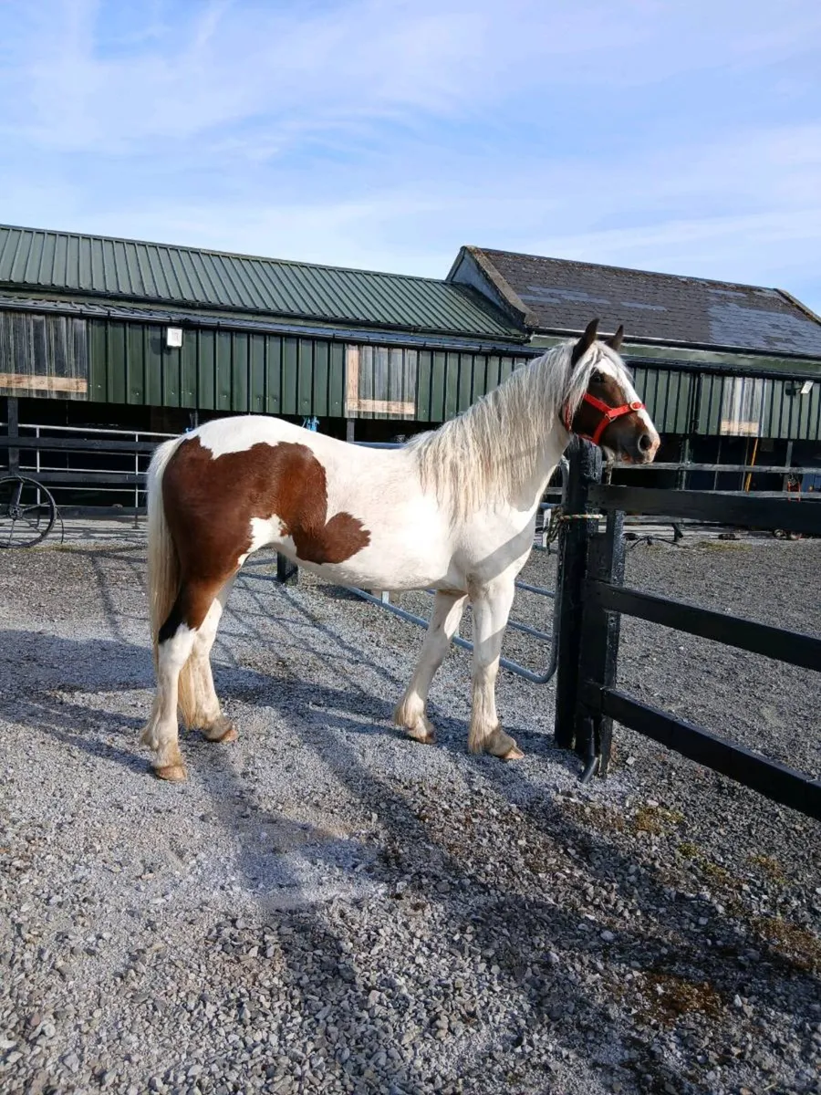 💖 Fabulous filly 2 years old 😍 - Image 3