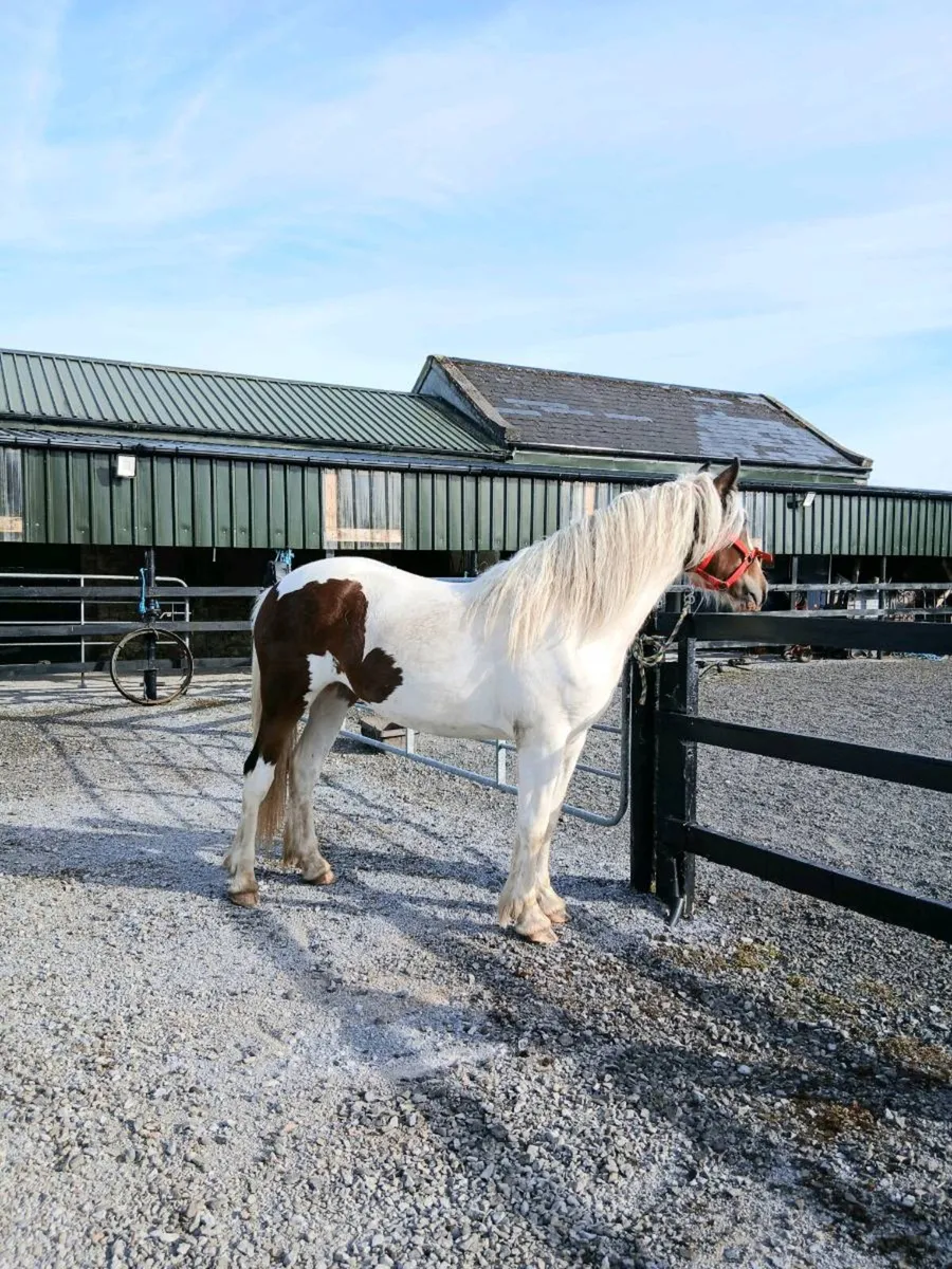 💖 Fabulous filly 2 years old 😍 - Image 4