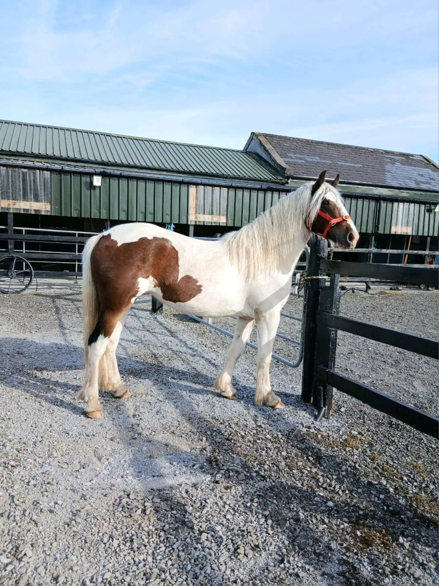 💖 Fabulous filly 2 years old 😍 - Image 2