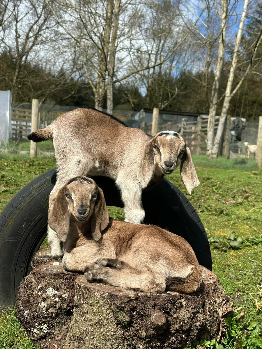 2 Anglo-Nubian goat kids for sale - Image 3