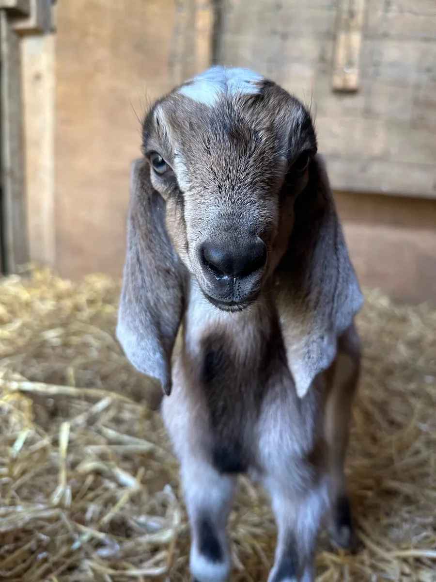 2 Anglo-Nubian goat kids for sale - Image 4